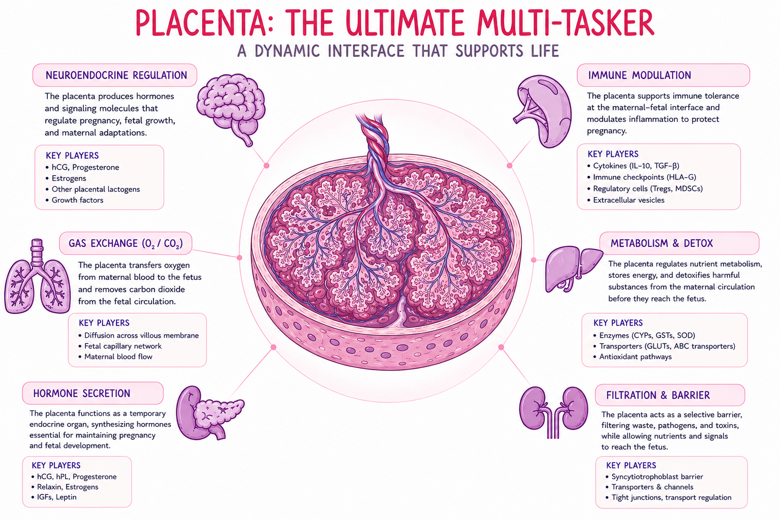 Schematic showing the placenta as a multitasking organ during pregnancy