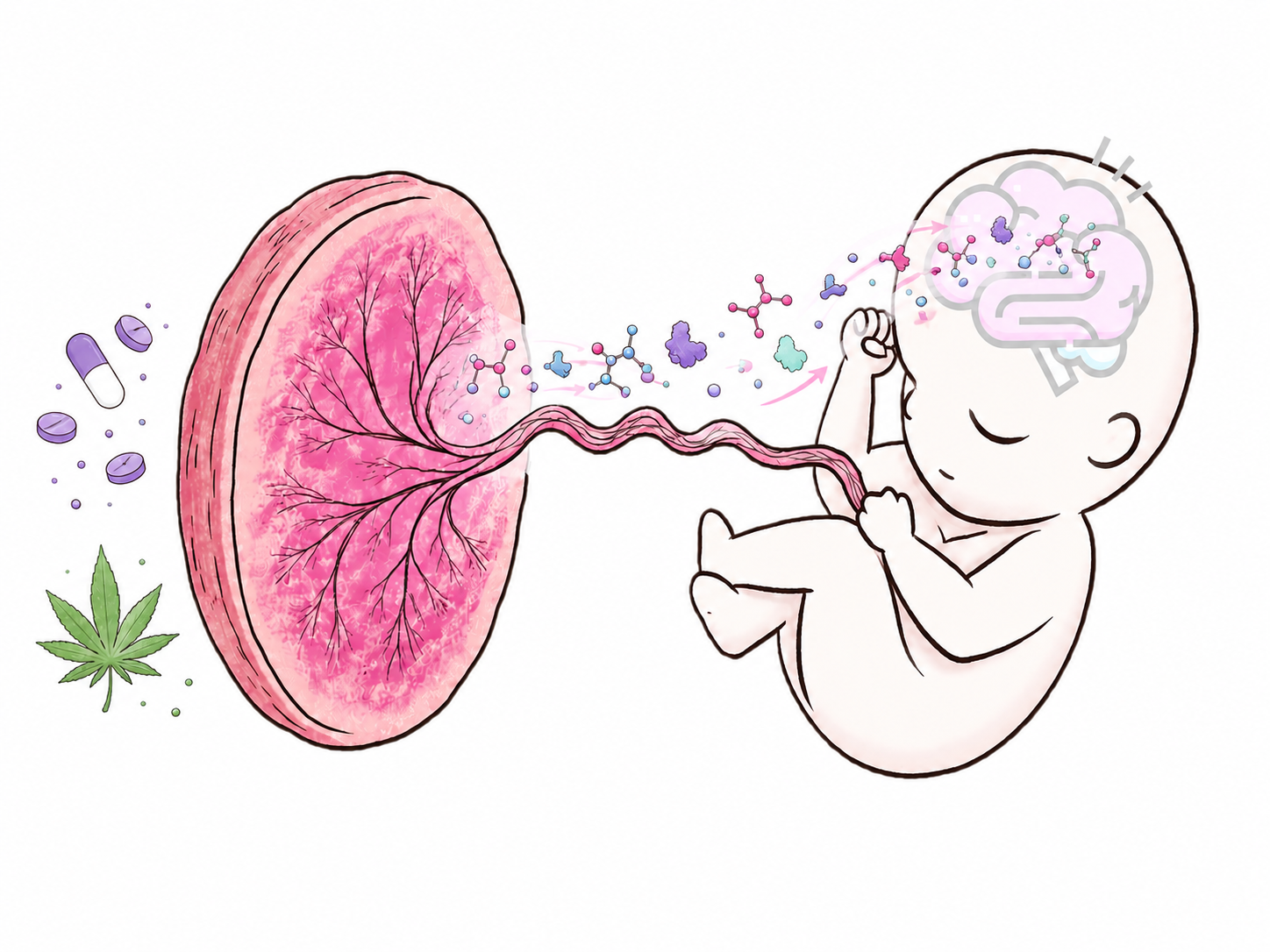 Placenta–brain axis illustration