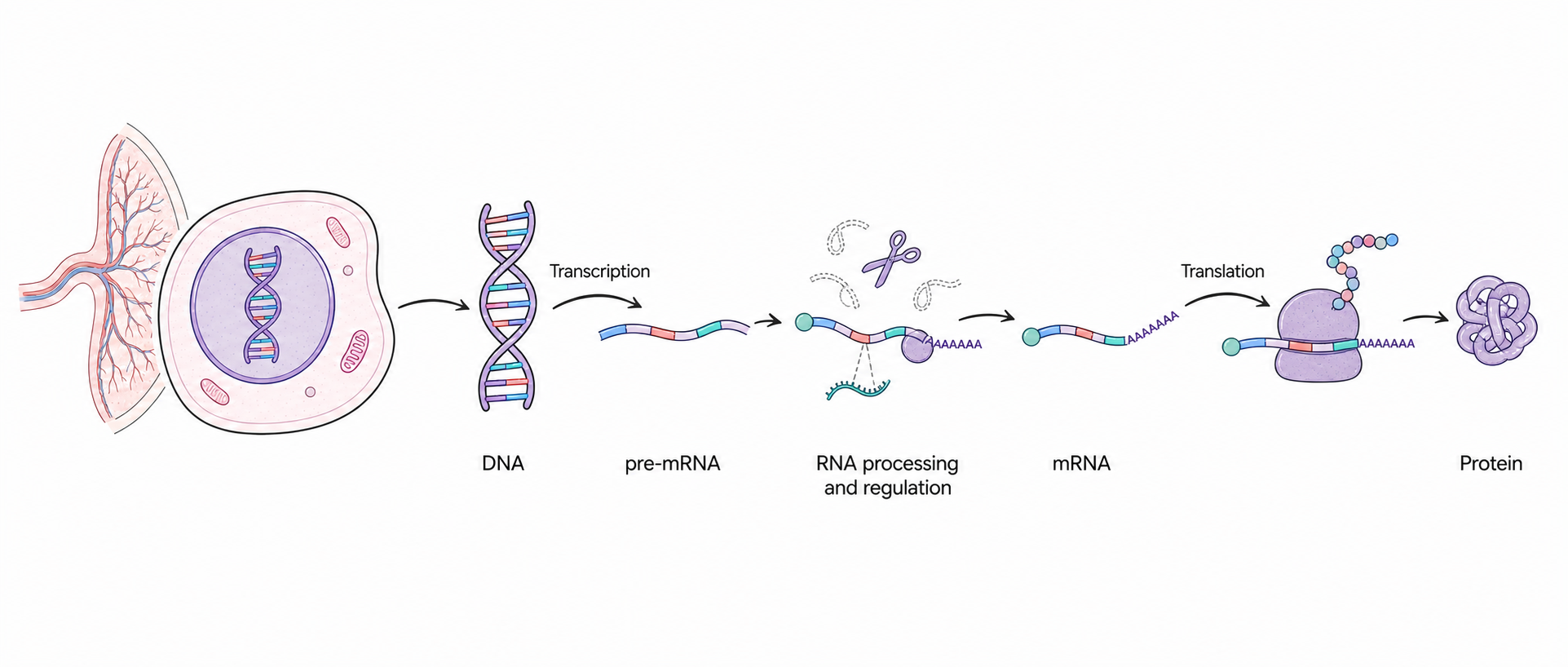 DNA is transcribed into pre-mRNA, processed and regulated to form mature mRNA, and translated into protein